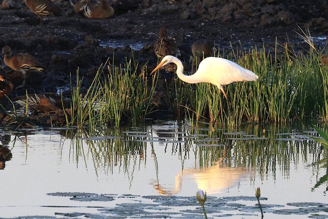 Litchfield National Park Tour with Wetlands or Crocodile Cruise - Buley Rockhole and Wangi Falls for a cool-off