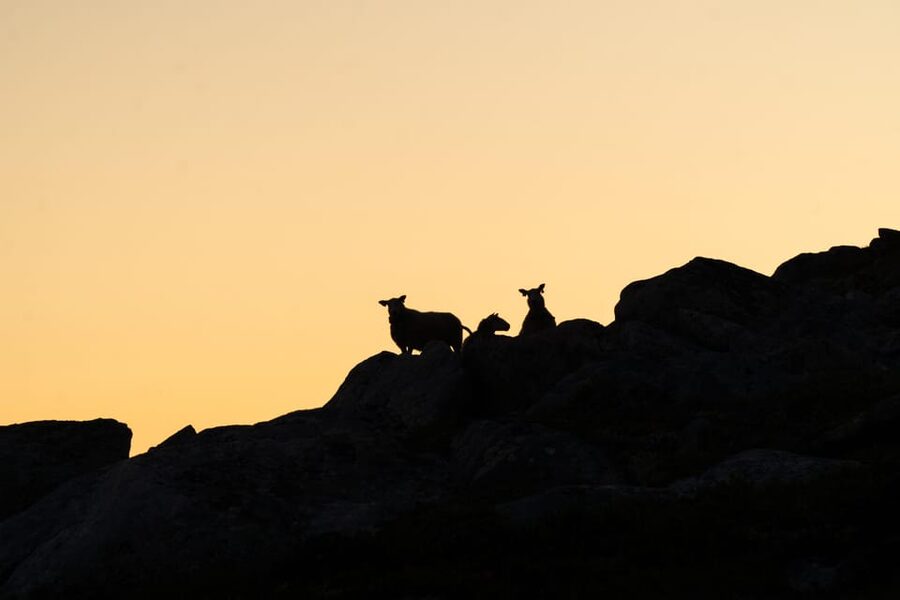 Lofoten Islands: Guided Hiking Into the Wilderness - Uphill - Is $136 a fair price?