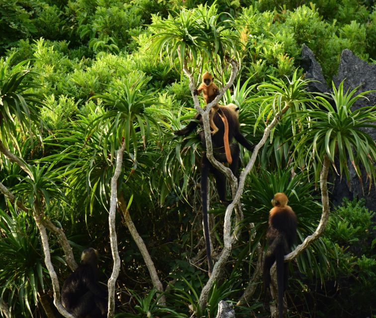 Long Trekking Catba national park, Lan ha bay full day trip - Cat Ba National Park and the route to Frog Pond