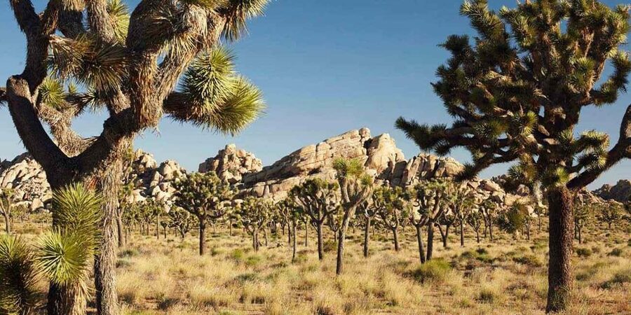 Los Angeles: Private Tour to Joshua Tree National Park - Key points to know before booking