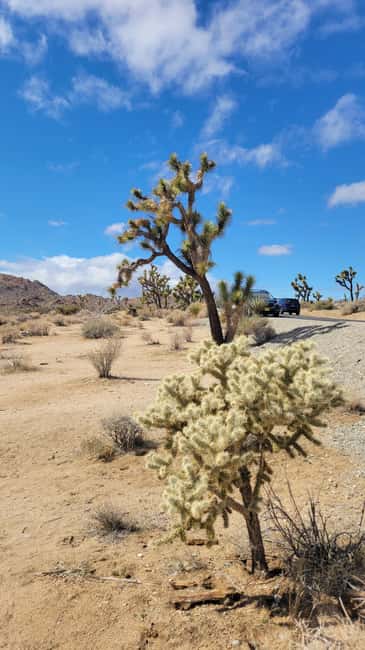 Los Angeles: Private Tour to Joshua Tree National Park - Why Joshua Tree works well as a private day trip