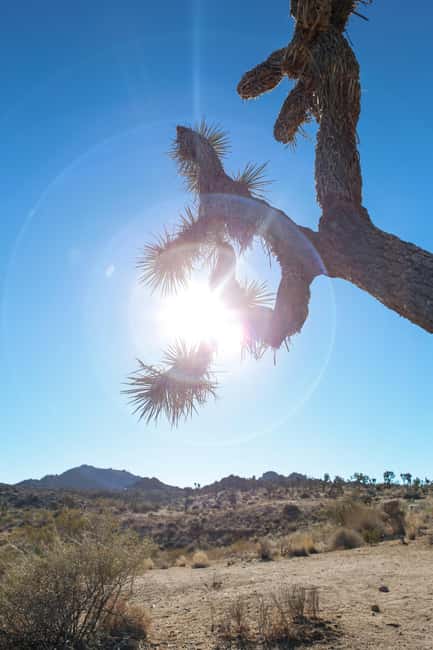 Los Angeles: Private Tour to Joshua Tree National Park - Keys View and the big desert panorama