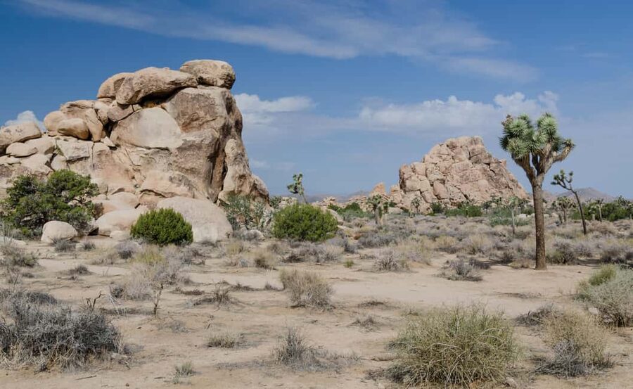 Los Angeles: Private Tour to Joshua Tree National Park - Skull Rock, Arch Rock, and Hidden Valley