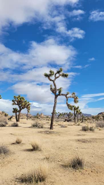 Los Angeles: Private Tour to Joshua Tree National Park - What the guide adds to the day