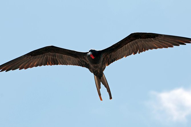 Los Haitises National Park and Cayo Levantado Island Day Trip from Samana - Timing, weather, and booking details