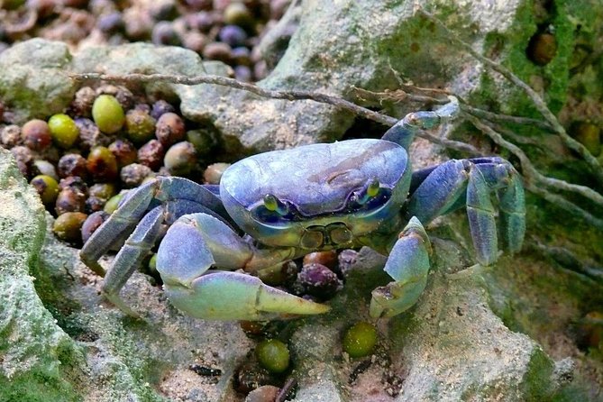 Los Haitises National Park - Hiking in Rain Forest + Private Boat to Caves - Why the private format matters in Los Haitises