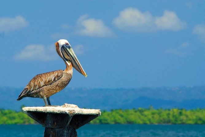 Los Haitises National Park - Hiking in Rain Forest + Private Boat to Caves - The caves add the strongest cultural element