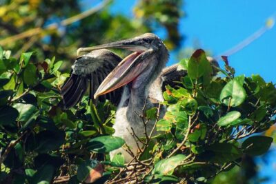 Los Haitises National Park – Hiking in Rain Forest + Private Boat to Caves
