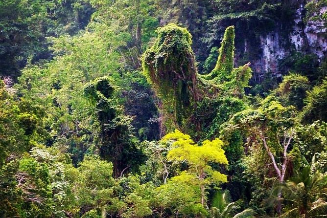 Los Haitises National Park - Hiking in Rain Forest + Private Boat to Caves - Timing, weather, and physical preparation