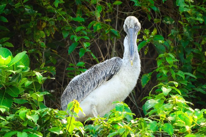 Los Haitises National Park - Hiking in Rain Forest + Private Boat to Caves - Should you book the Los Haitises private cave and hiking tour?
