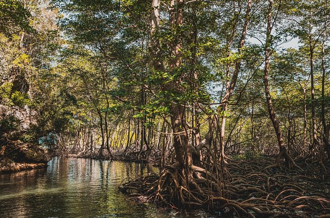 Los Haitises National Park Tour from Las Terrenas or Samana (Half Day Trip) - Weather, boats, and comfort