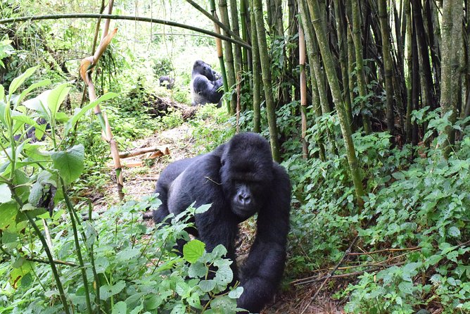 Lowland Gorilla trekking in Kahuzi-Biega National Park - Why Kahuzi-Biega is worth the journey