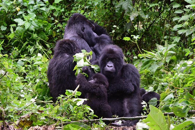 Lowland Gorilla trekking in Kahuzi-Biega National Park - Arriving in Bukavu and adding a city tour