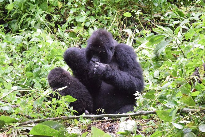 Lowland Gorilla trekking in Kahuzi-Biega National Park - Lwiro Sanctuary and the wider conservation story