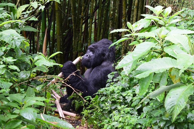 Lowland Gorilla trekking in Kahuzi-Biega National Park - Is $2,200 a fair price?