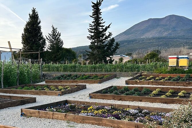 Lunch & Wine Tasting in the National Park of Mt Vesuvius - Warm hosts make the difference