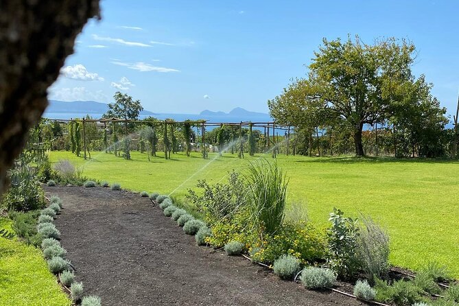 Lunch & Wine Tasting in the National Park of Mt Vesuvius - What arrives on the table