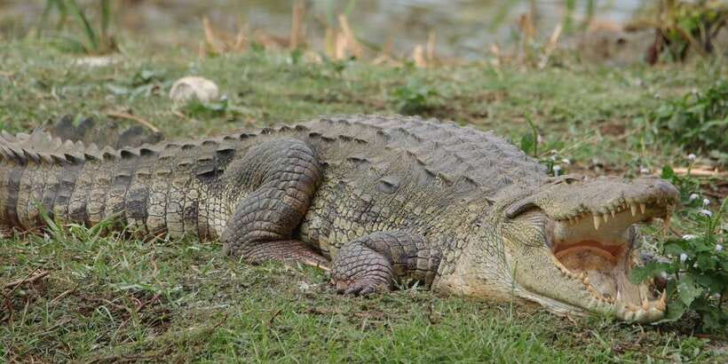 Lunugamvehera National Park Safari ( Yala Block V / VI ) - Key points before you book