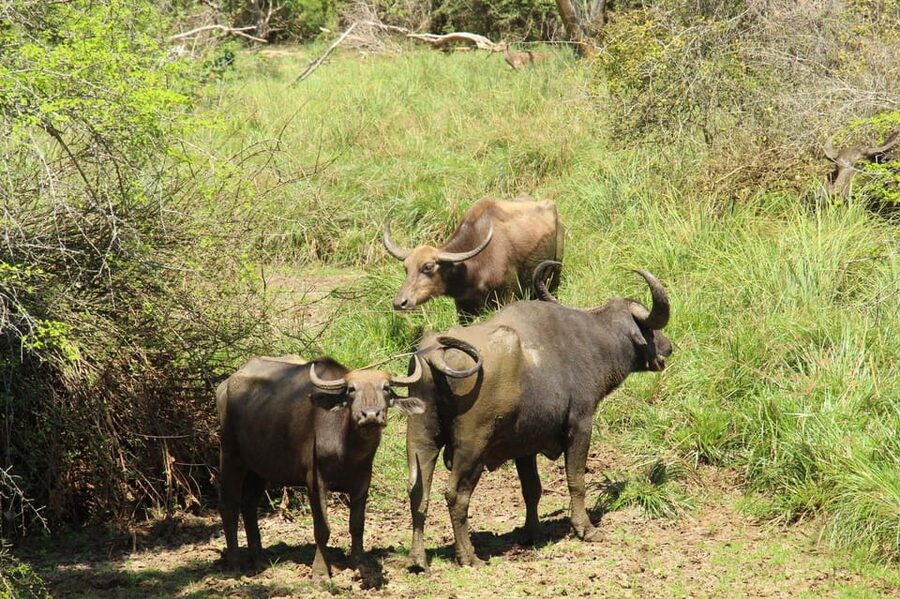 Lunugamvehera National Park Safari ( Yala Block V / VI ) - Practical booking advice