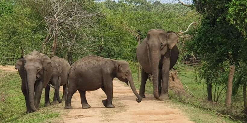 Lunugamvehera National Park Safari ( Yala Block V / VI ) - Lunugamvehera instead of the busiest Yala roads