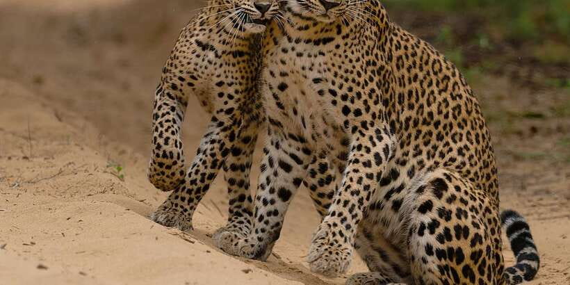 Lunugamvehera National Park Safari ( Yala Block V / VI ) - The jeep makes a real difference