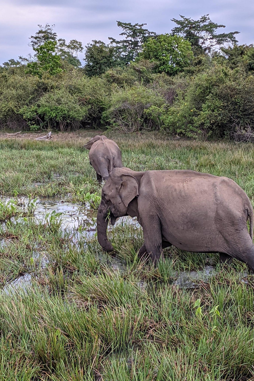 Lunugamvehera National Park Safari ( Yala Block V / VI ) - What you might see in four hours