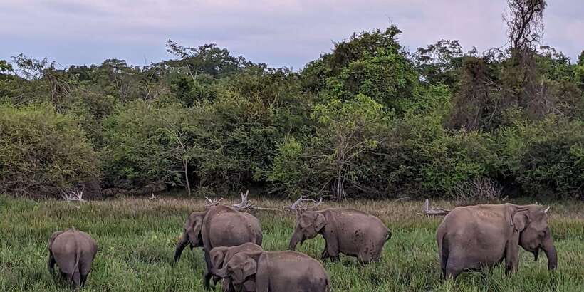 Lunugamvehera National Park Safari ( Yala Block V / VI ) - The leopard search requires patience
