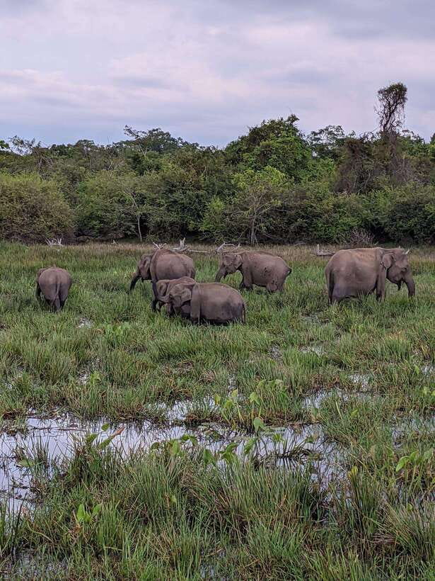 Lunugamvehera National Park ( Yala Block 5 / 6 ) Wild Safari - Key points to know before you go