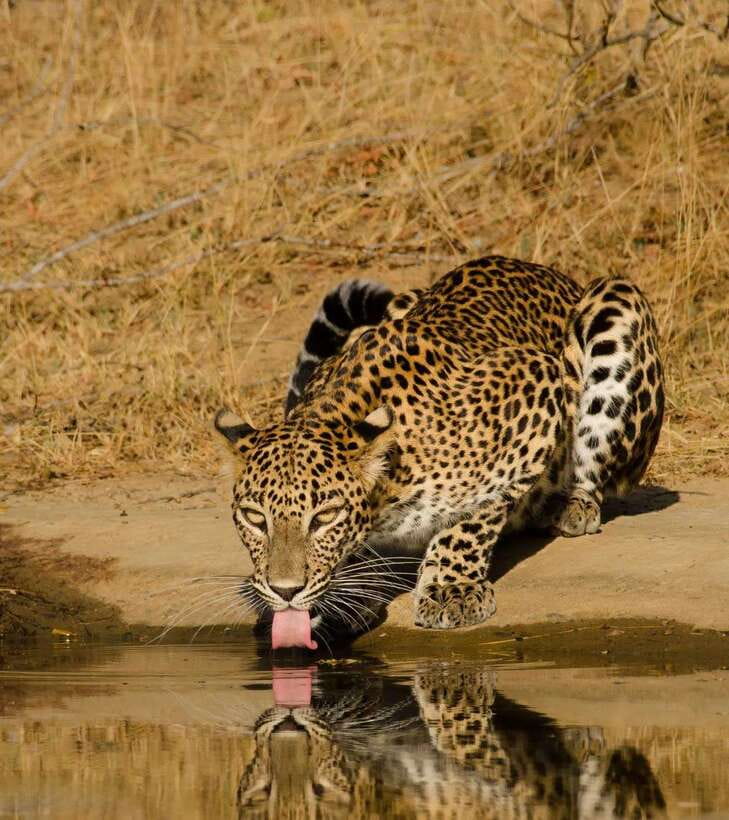 Lunugamvehera National Park ( Yala Block 5 / 6 ) Wild Safari - Why Lunugamvehera makes a good safari choice