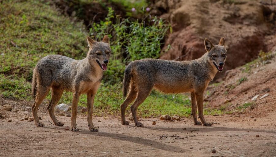 Lunugamvehera National Park ( Yala Block 5 / 6 ) Wild Safari - What the guide adds to the day