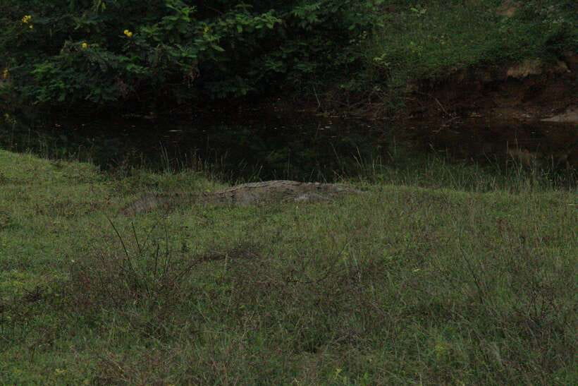Lunugamvehera National Park ( Yala Block 5 / 6 ) Wild Safari - The quieter side of the Yala experience