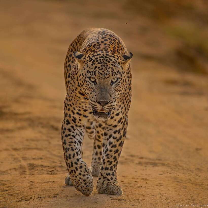 Lunugamvehera National Park ( Yala Block 5 / 6 ) Wild Safari - Morning or afternoon: which timing suits you?