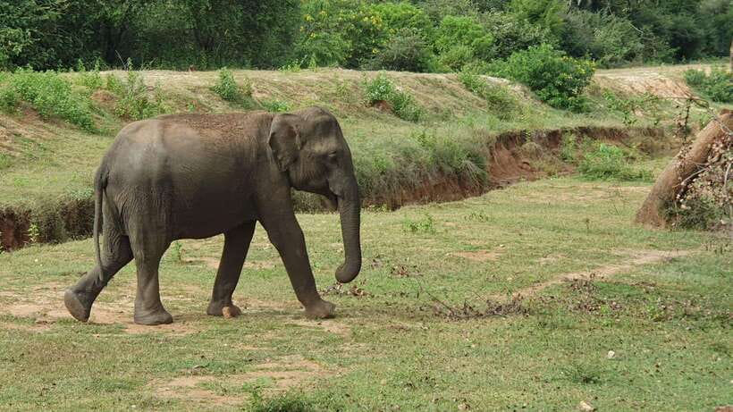 Lunugamvehera National Park ( Yala Block 5 / 6 ) Wild Safari - What the $34 price really covers