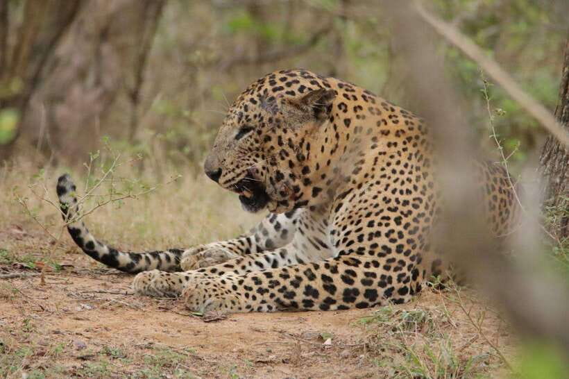 Lunugamvehera National Park ( Yala Block 5 / 6 ) Wild Safari - Who will enjoy this safari most?