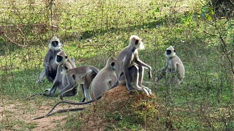 Lunugamvehera National Park ( Yala Block 5 / 6 ) Wild Safari - Starting from Kataragama, Tissamaharama, or Thanamalwila