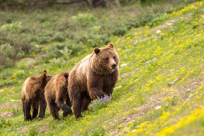 Luxury Private Half-Day Grand Teton National Park Tour - A private start from Jackson Hole
