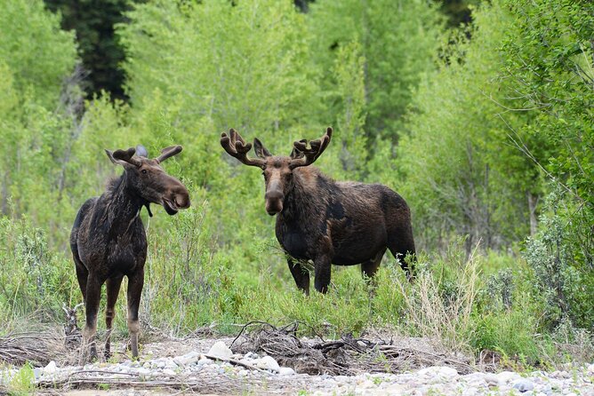 Luxury Private Half-Day Grand Teton National Park Tour - Grand Teton National Park and the valley of the Snake River