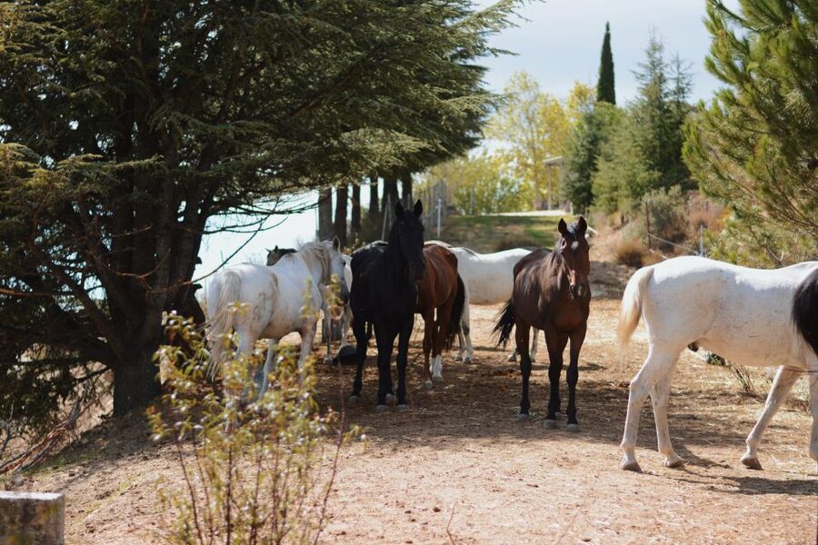 Madrid: Horse Riding in Sierra del Guadarrama National Park - Clothing, age, weight, and comfort rules