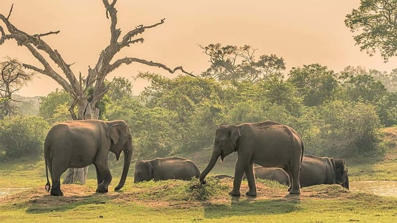 Maduru Oya National Park Private Safari - Key points to know before you go