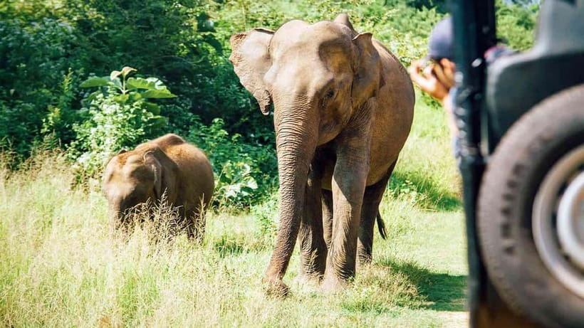 Maduru Oya National Park Private Safari - What the private jeep changes