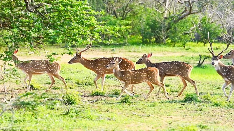 Maduru Oya National Park Private Safari - Finding elephant herds in the dry zone