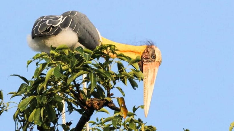 Maduru Oya National Park Private Safari - Other mammals you might find