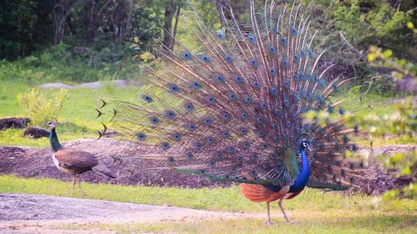 Maduru Oya National Park Private Safari - What to bring and how to prepare