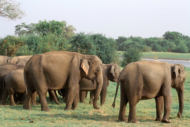 Maduru Oya National Park Private Safari with Naturalist - Guide service and communication
