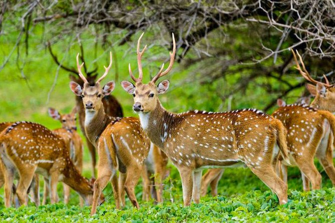 Maduru Oya National Park Private Safari with Naturalist - Who should book this safari?