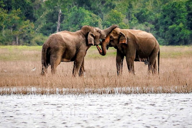 Maduru Oya National Park Private Safari with Naturalist - The animals you might see in Maduru Oya