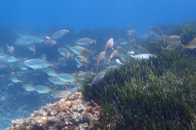Mallorca: Snorkeling in a Beautiful Nature Reserve - Why this nature reserve is the main attraction