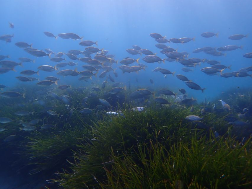 Mallorca: Snorkeling in a Beautiful Nature Reserve - The best time to book