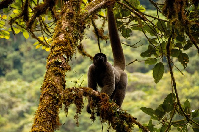 Manu National Park Tour 4days/3night - Sleeping in the jungle