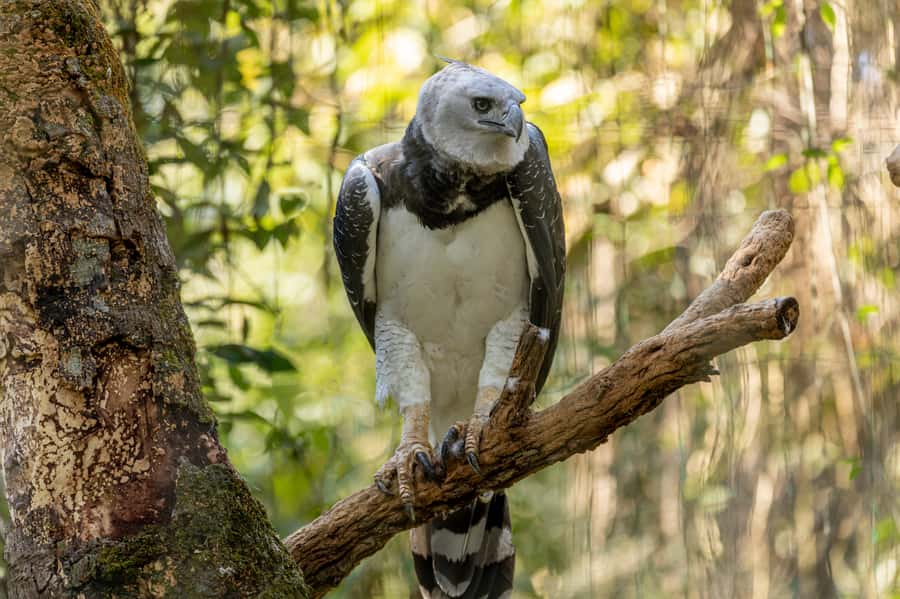 Manu National Park Tours from Cusco 5 Days - From Cusco to Paucartambo and Tres Cruces
